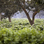 Coffe Plantation in Africa