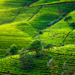 Tea plantation